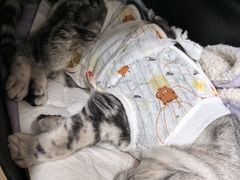 -中农大我爱我爱动物医院·核磁CT·猫病·24小时夜诊中心(石佛营店)