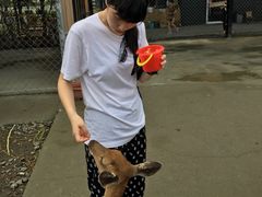 -鹿境梅花鹿生态园区