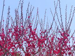 -香雪海