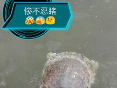 -新江湾城公园