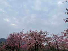 -风云岭森林公园