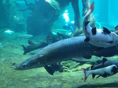 -华夏文旅海洋公园