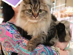 -momokira米努特·德文卷毛猫·棉花面纱犬