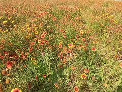 -南宫五洲植物乐园