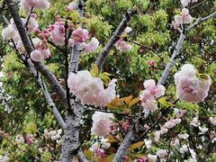 -高东镇樱花园
