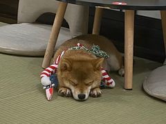 -逗柴咖啡屋·狗咖猫咖宠物桌游