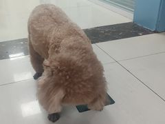 -全心全意连锁动物医院·微创中心·内科急重症·心脏专科(丰管路店)