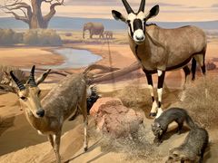 -陕西自然博物馆