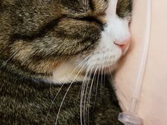 -瑞鹏宠物医院·内科·中兽医·骨科(苗圃店)