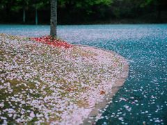 -顾村公园