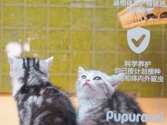 -帕帕拉兹宠物(亚洲旗舰店)