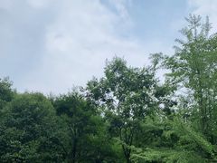 -都江堰中华大熊猫苑