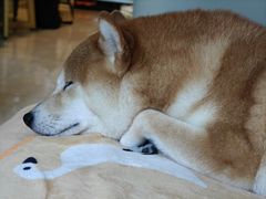 -瑞鹏宠物医院·骨科·猫科·内科(第一中心)