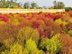 -天津东丽湖风景区