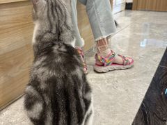 -有猫儿腻咖啡厅.猫咖