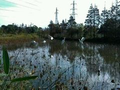 -上海长兴岛郊野公园