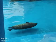-海合安成都极地海洋公园