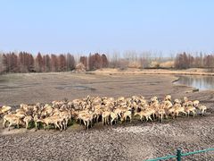 -溱湖国家湿地公园