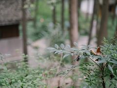 -中国茶叶博物馆(双峰馆区)