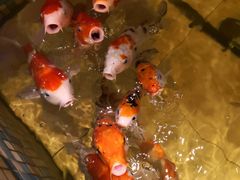 -上海精菜馆(虎踞关店)