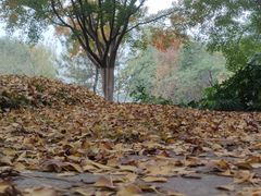 -昆山城市生态森林公园