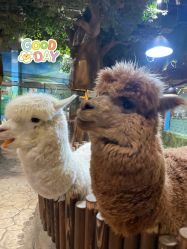 -宝燕乐园(闵行旗舰店)