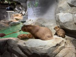 -Zoolung Zoolung动物主题公园(海信广场店)