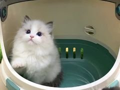 -小猫来了·猫舍(红山六九七九店)