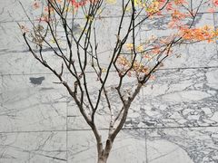 -将太无二·北美传奇寿司(瑞士公寓店)