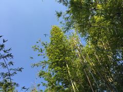 -大屏嶂森林公园