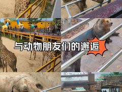 -西霞口神雕山野生动物世界