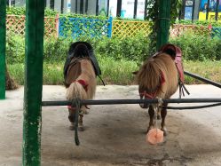 -萌宠亲子动物乐园(槐房万达店)