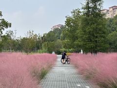 -昆山城市生态森林公园