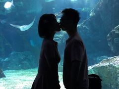 -暹罗海洋世界