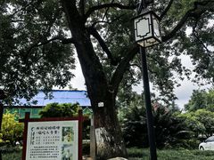 -青羊宫
