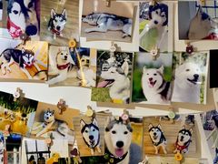 -Husky Go! 哈士奇体验馆·宠物咖啡厅狗咖