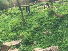 -合肥野生动物园