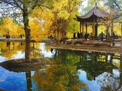 -金塔沙漠胡杨林景区