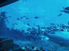 -海棠湾洲际-涛·海底餐厅·美人鱼·自助餐·海底隧道