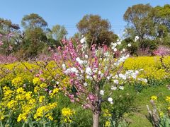 -南汇桃花村