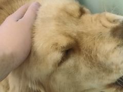 -怪兽屋·羊驼·猫咖·狗咖(俊华广场店)