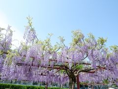 -嘉定紫藤园