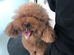 -圣宠动物医院·犬猫专科·影像中心·外科中心