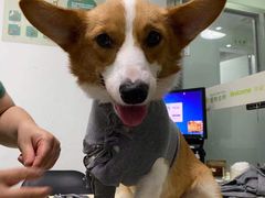 -仁普宠物诊所(住友昌盛新苑店)