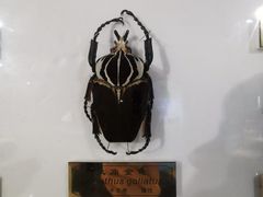 -上海昆虫博物馆