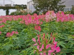 -中国香山·寿香谷