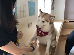 -Husky Go! 哈士奇体验馆·宠物咖啡厅狗咖
