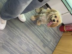 -pd派德宠物中心医院24H急重症·眼科中心·血液透析中心(嵩山北路店)