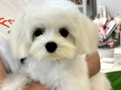 -翊宠yipet猫狗购宠庄园犬舍•猫舍