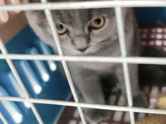 -艾吉宠物医院·疑难杂症转诊中心·猫友好(碧江路院)